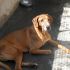 2 RHODESIAN RIDGEBACK IN CERCA DI AMORE