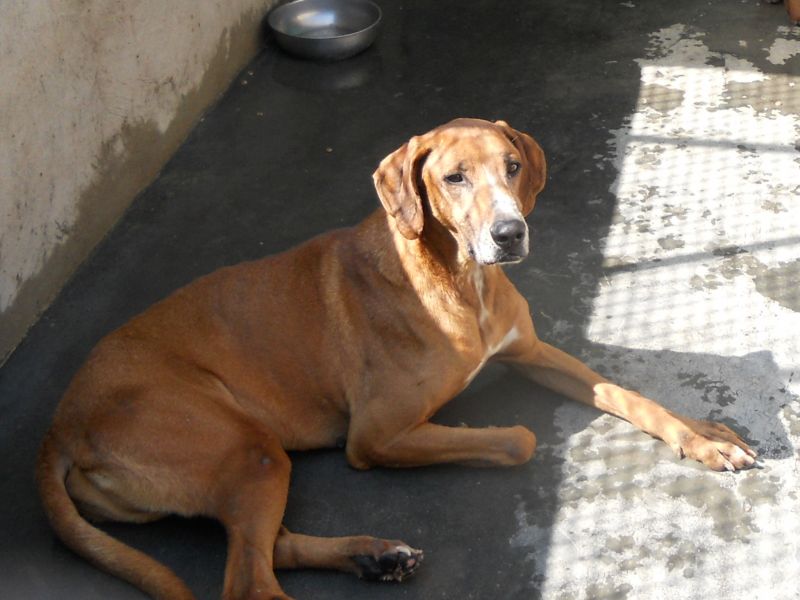 2 RHODESIAN RIDGEBACK IN CERCA DI AMORE