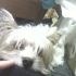 cerco una cucciola di piccola taglia ( yokeshaayr)