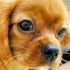 cavalier king