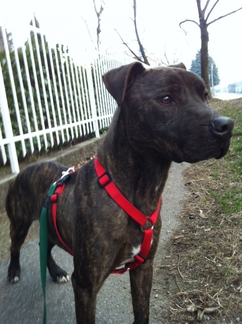 Queen la dolcissima pittbull di 6 anni cerca casa