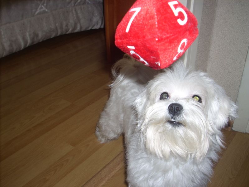 cerco maltese toy in regalo