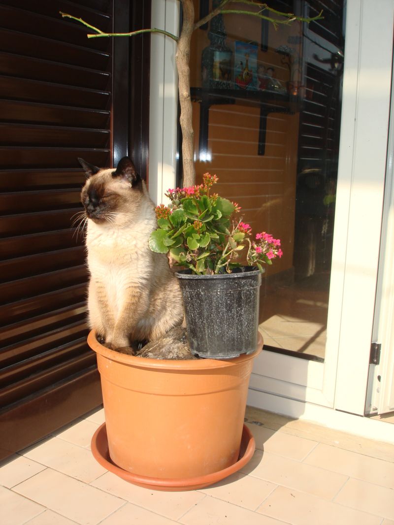 cerco in regalo gattino siamese