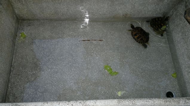 le mie tartarughe