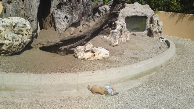 cane della prateria allo zoo