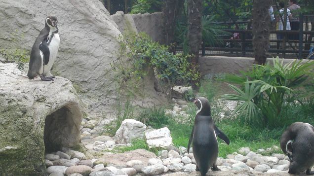 pinguini allo zoo