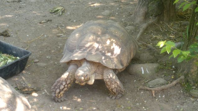 tartaruga di terra allo zoo