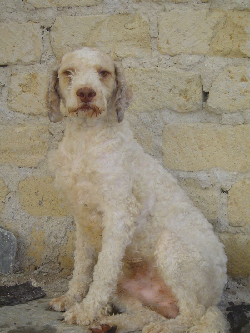 lagotto romagnolo maschio