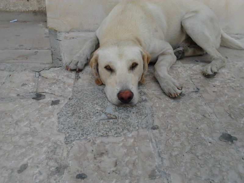 One,simil labrador in cerca di casa.