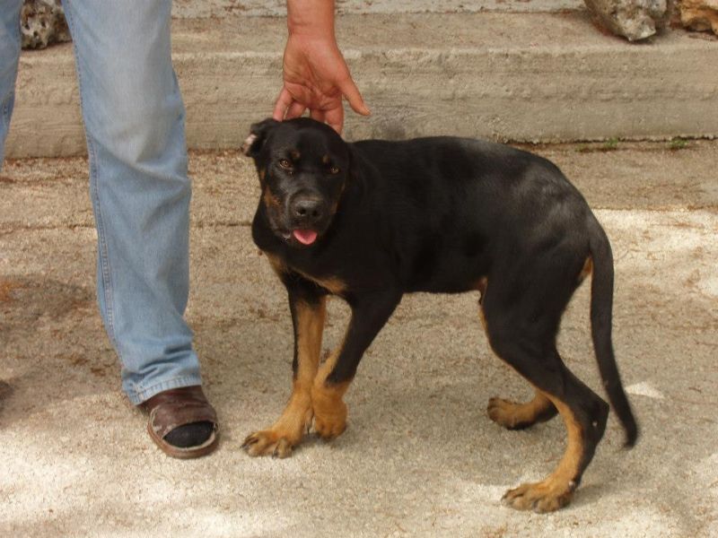 misto rottweiler cerca casa!