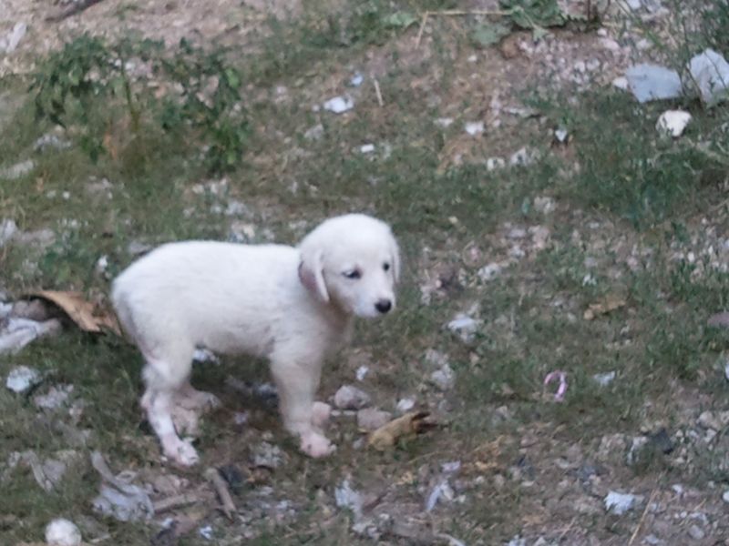 Cucciolo di maremmano