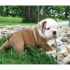 Cerco cucciola di bulldog inglese