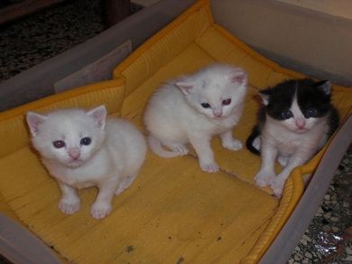 Tre piccoli gattini