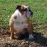 cerco cucciolo bulldog inglese