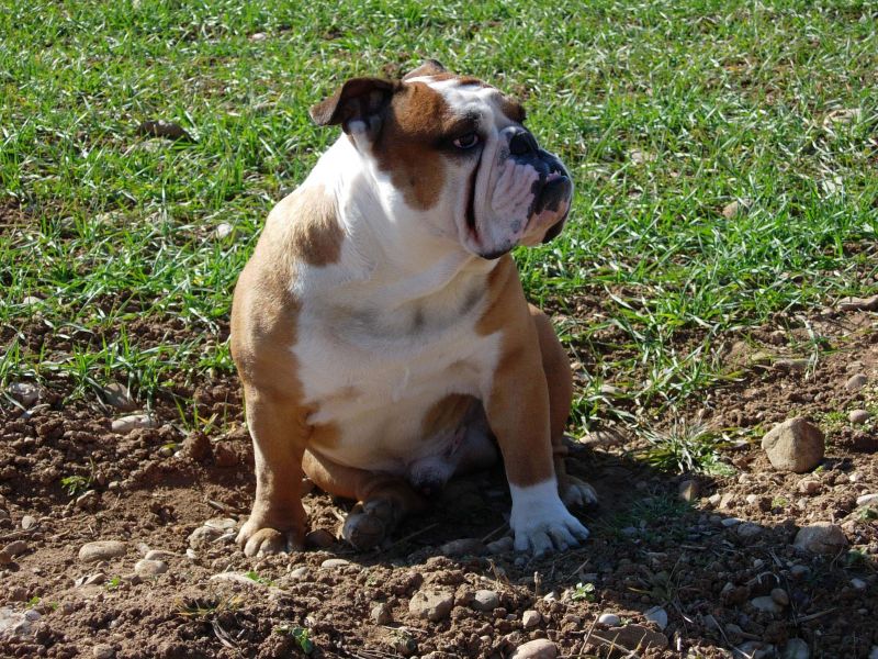 cerco cucciolo bulldog inglese