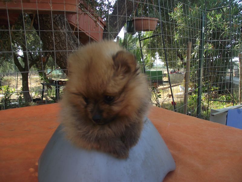 bellissimi cuccioli di spitz-shitzu