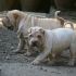 Shar-pei cuccioli