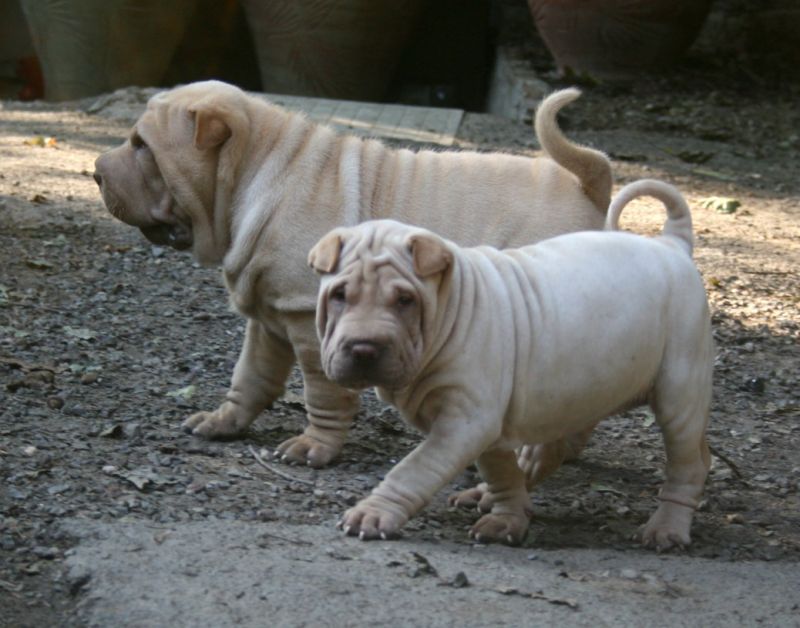 Shar-pei cuccioli