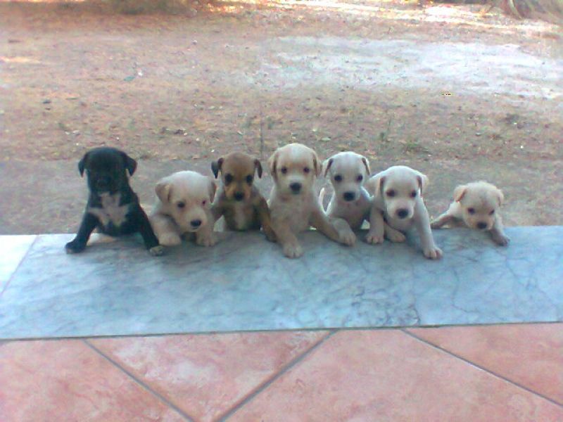 cuccioli in adozione 