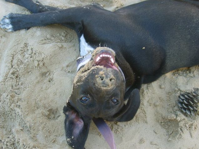 Zara, la pigna e la spiaggia