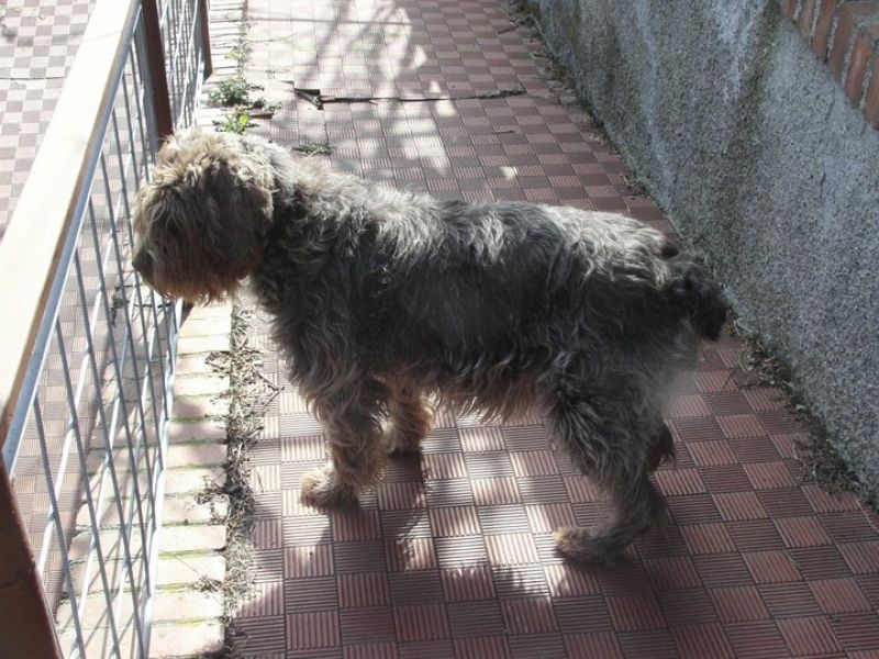 Cercasi cucciolo taglia piccola