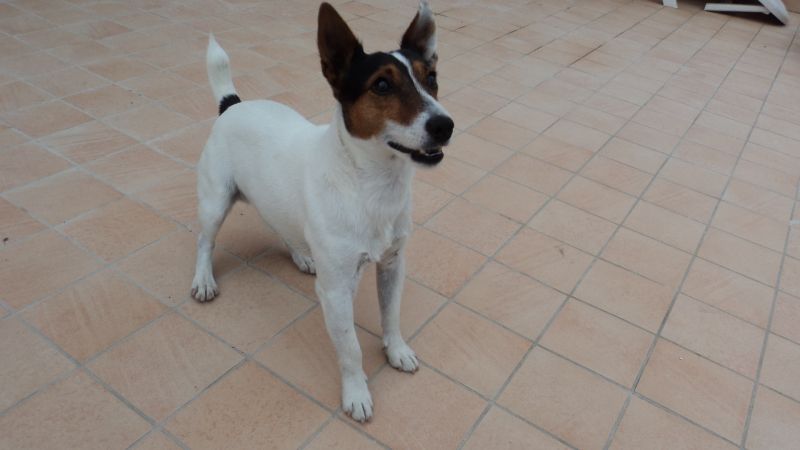 jack russel razza pura