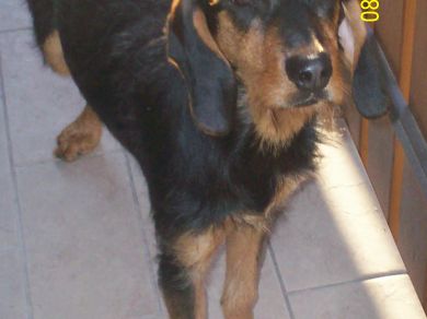 rocco