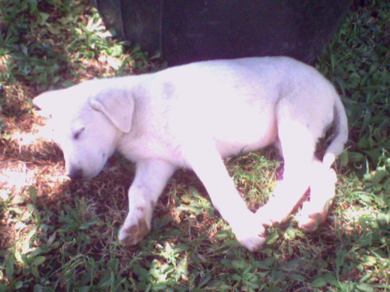 CERCO CUCCIOLO DI LABRADOR O PASTORE TEDESCO