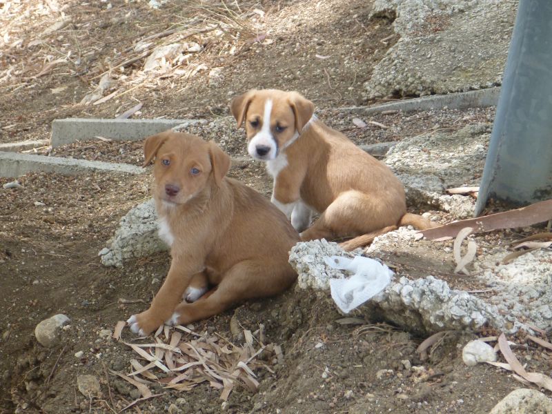 cuccioli cercano casa