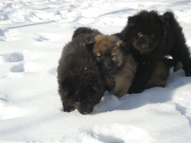 Eurasier!!!!!