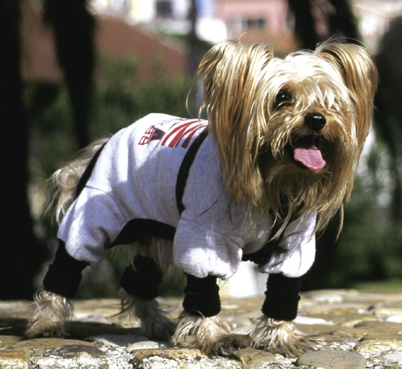 CUCCIOLO YORKSHIRE