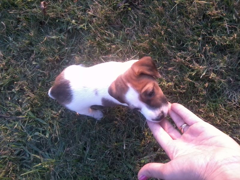 Jack Russell