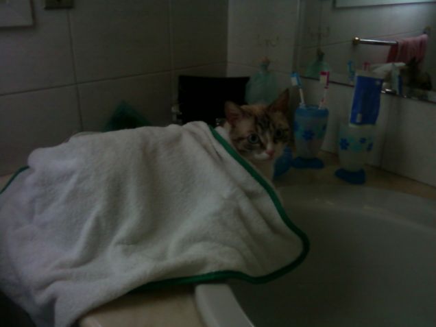 micio al bagno