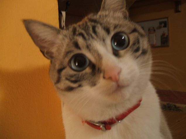 Artù