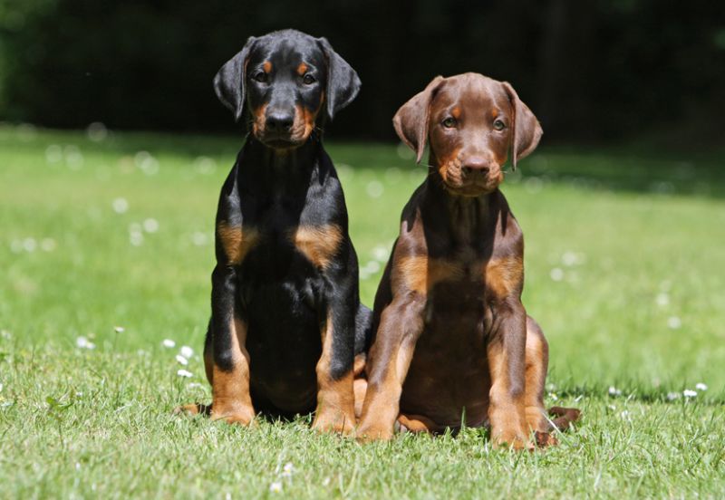 cerco cucciolo di dobermann