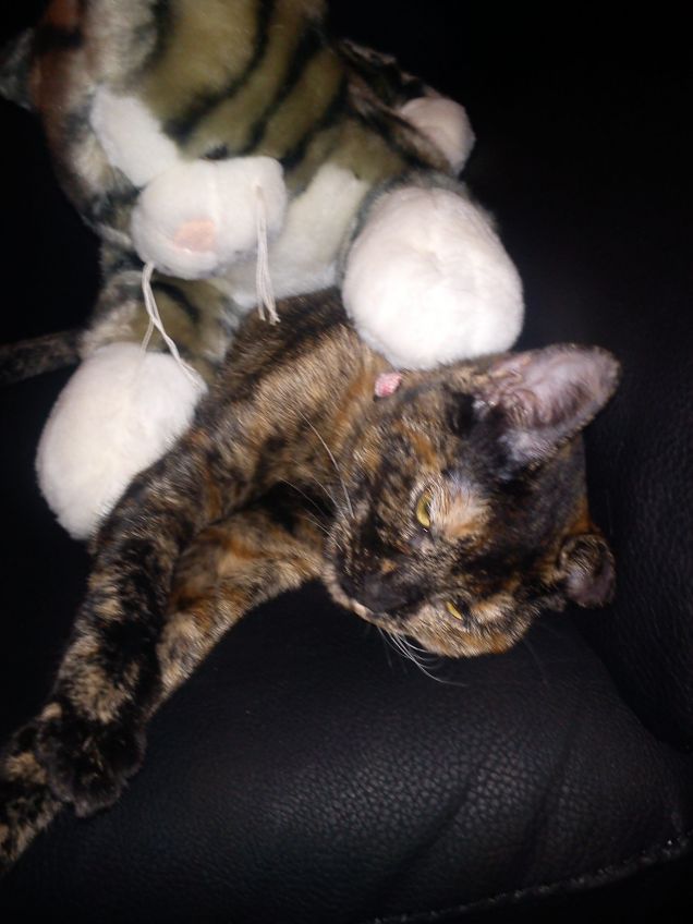 La nostra gatta Kitty