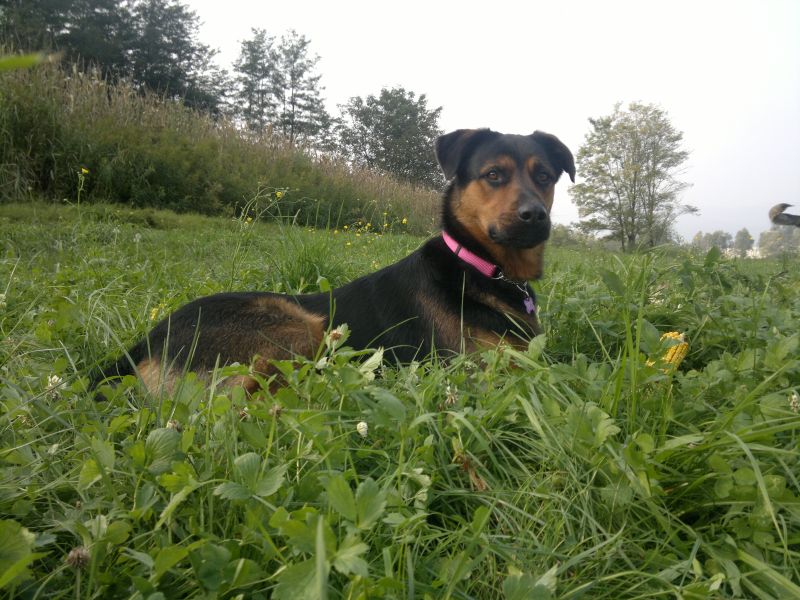 Regalo splendida cagnolona incrocio Pastore Tedesco