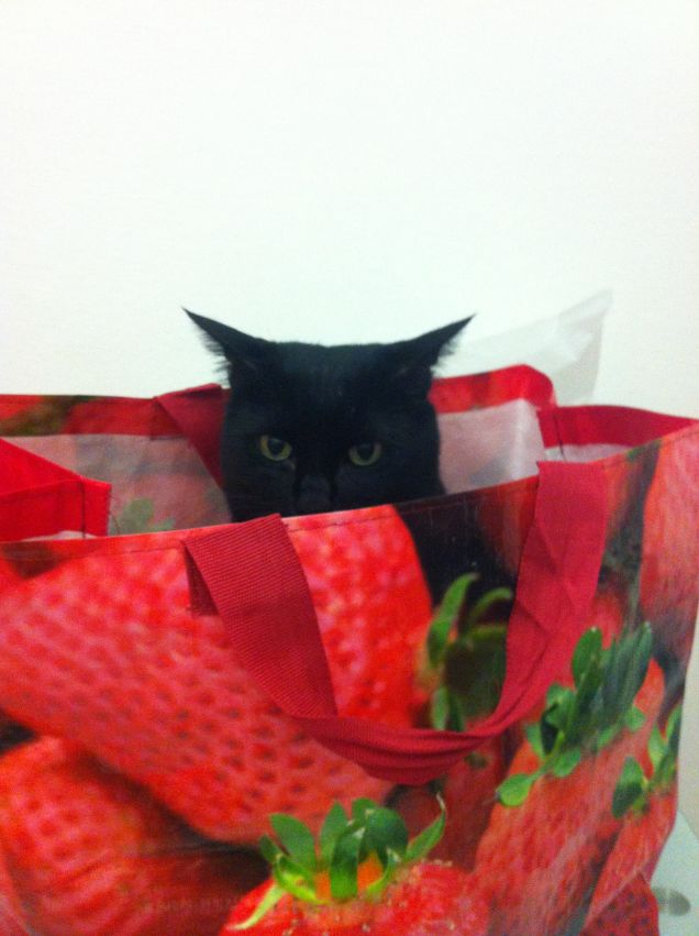 Ecco chi mette in ordine la spesa...