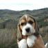 cerco CUCCIOLO di beagle in regalo o ad un prezzo modico