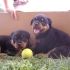 rottweiler,cuccioli