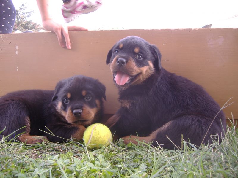 rottweiler,cuccioli