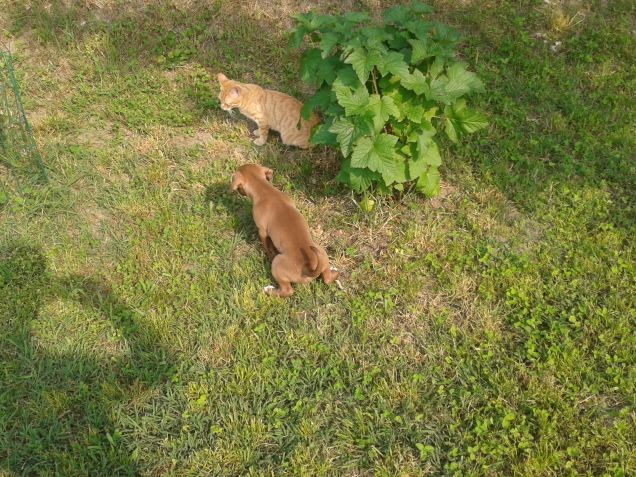 il mio migliore amico,Gatto Chulindi