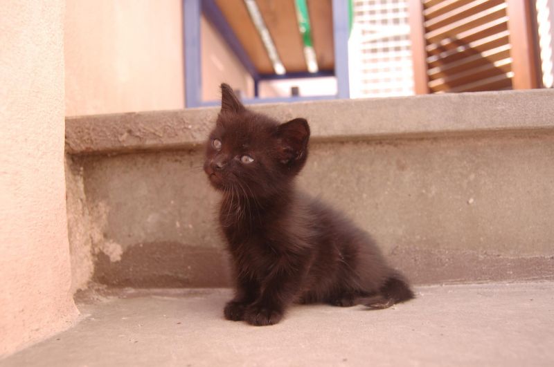 Cerco gattino nero