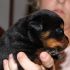 Vendo Cuccioli di rottweiler