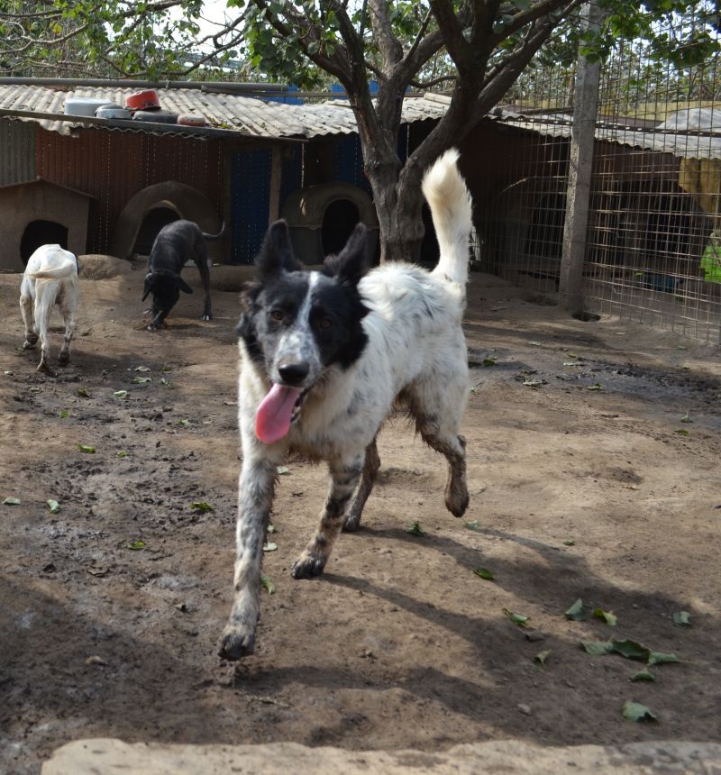 Shonik, simil border collie di 7 mesi cerca casa!