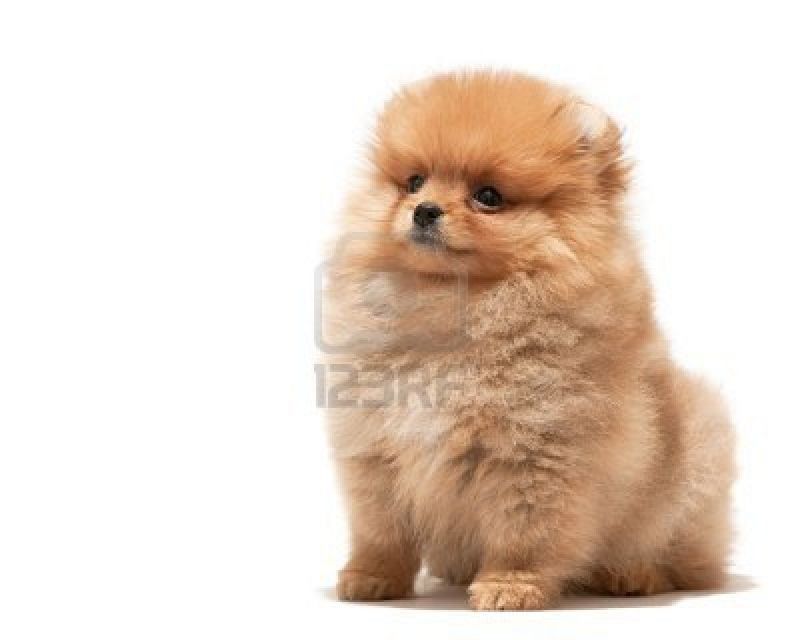 Cerco cucciolo Volpino di Pomerania