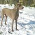 WEIMARANER accoppiamento