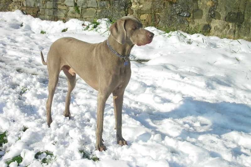 WEIMARANER accoppiamento