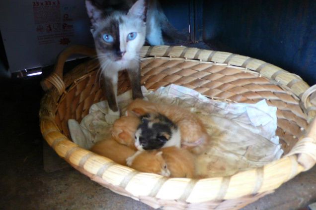 Micia e i suoi cuccioli