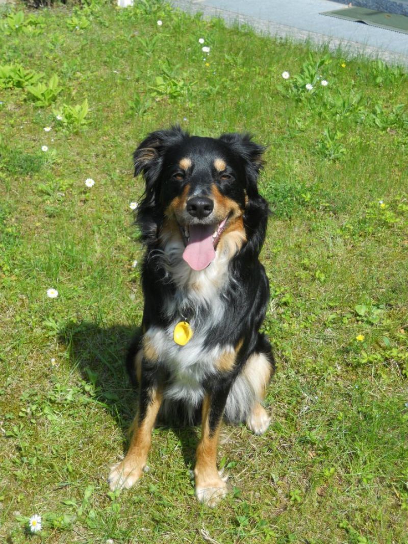 Cerco yorkshire o cavalier king